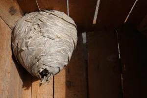 Large wasps nest in the corner of a shed