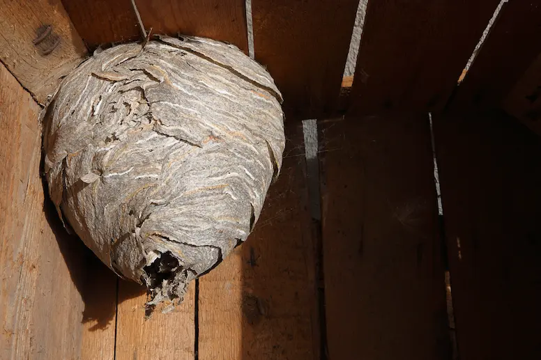 Large wasps nest in the corner of a shed