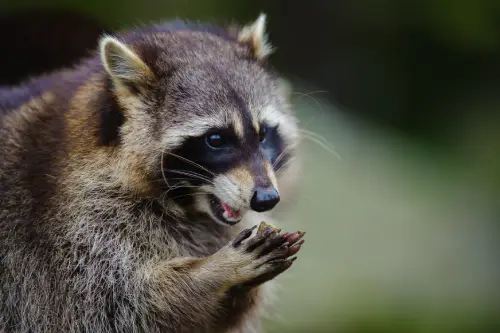 a long island raccoon rubbing its paws together, showing off its dexterous fingers