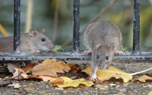 Rats coming to infest a Long Island NY property, crawling through an outdoor iron fence