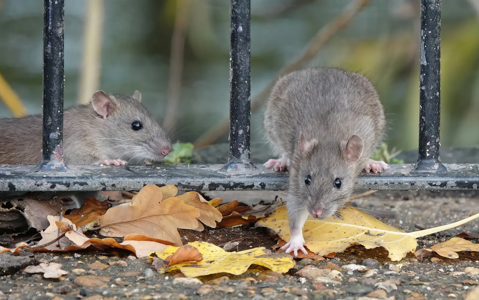 Rats coming to infest a Long Island NY property, crawling through an outdoor iron fence