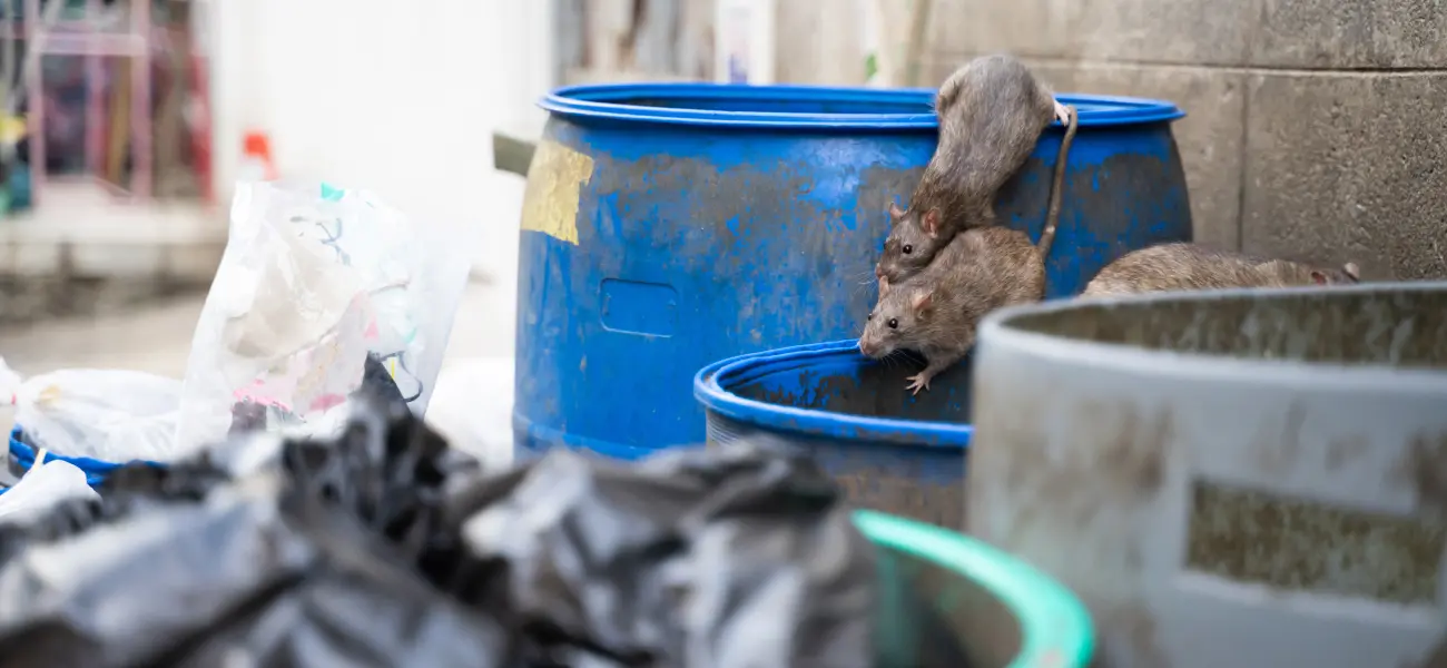 Rats crawling around garbage bins in search of food outside New York restaurant