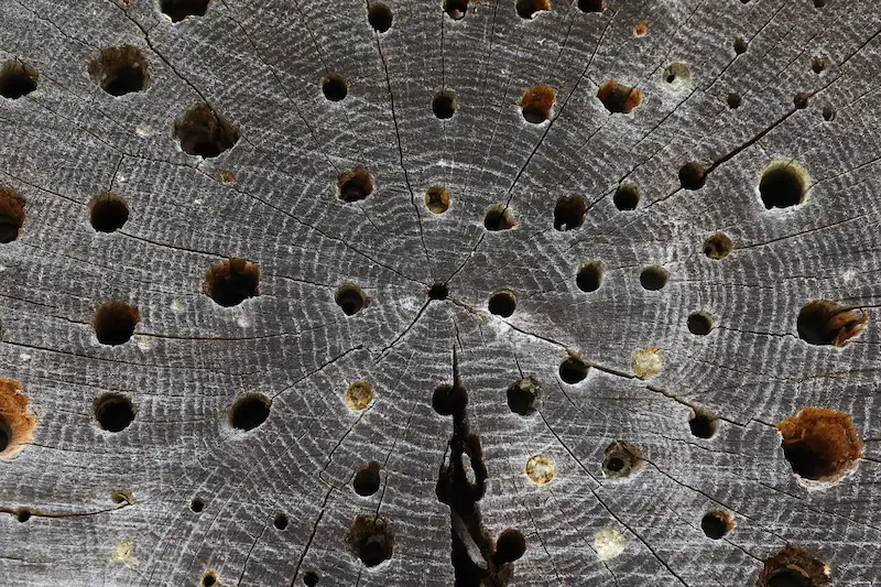 Holes made in wood by carpenter bees
