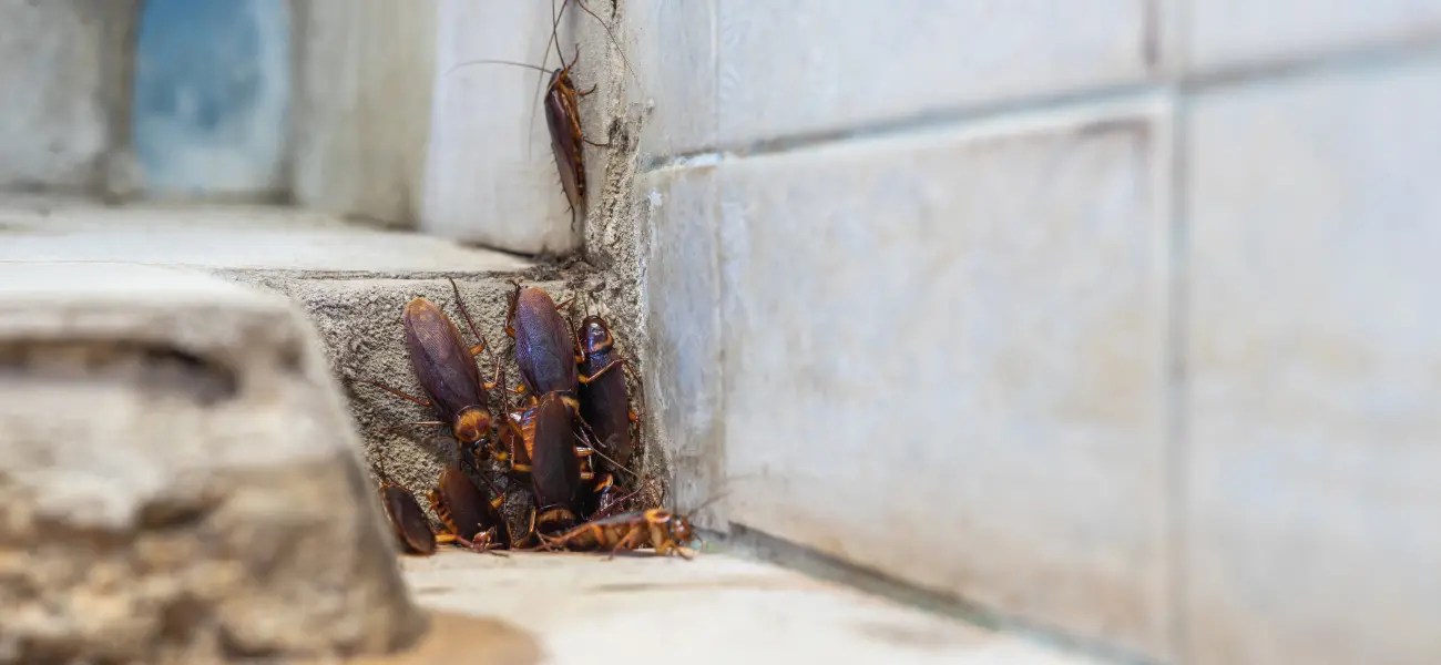 A cluster of American Cockroaches climbing near a tile wall in a Long Island home