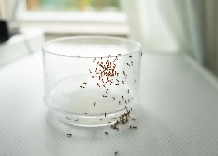 Ants crawling on a glass bowl