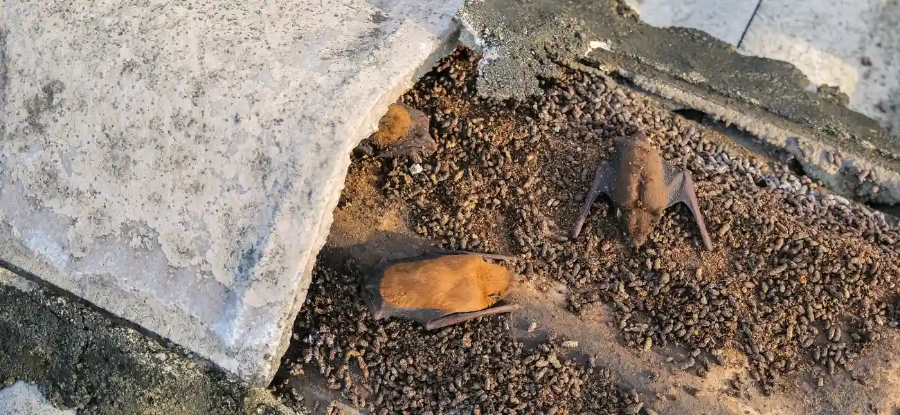 Bat infestation with droppings under the roof rafters of a Long Island home