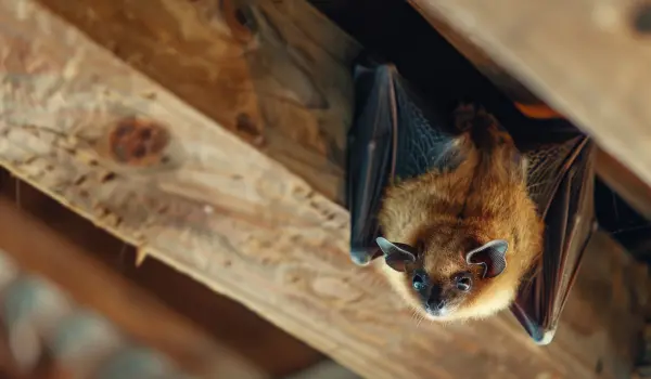 A bat hangs from the underside of a deck in Long Island. Contact Twin Forks Pest Control® if you have a bat problem.