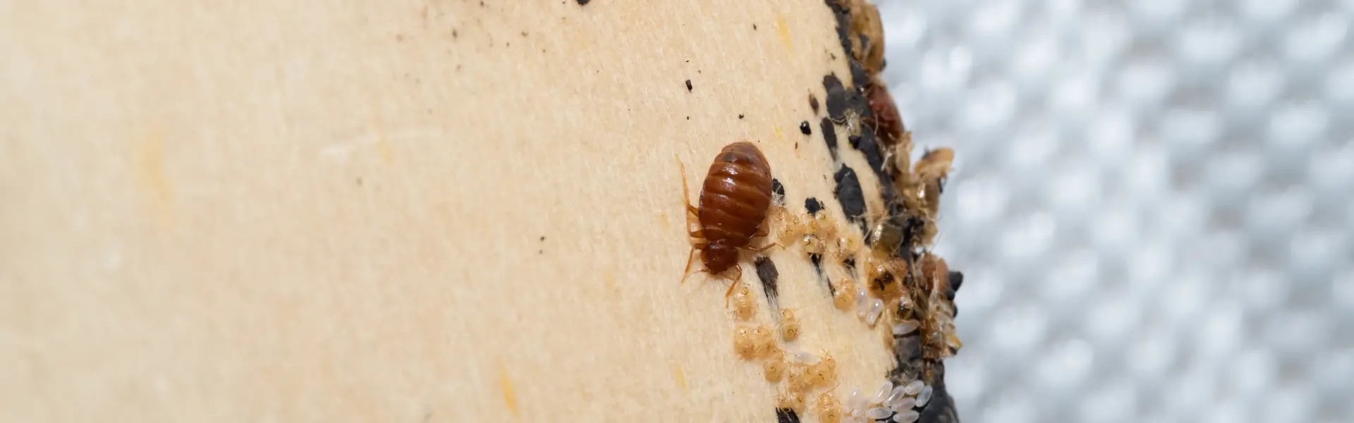 Bed Bug Exterminator in Suffolk County NY | Twin Forks