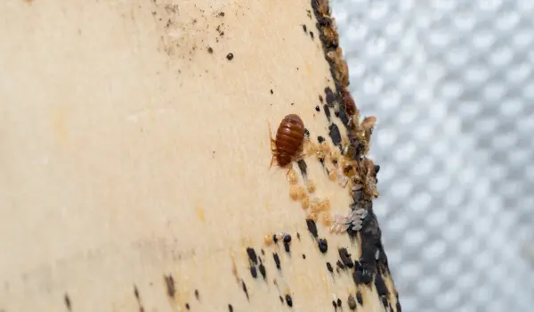 A bed bug infestation inside a New York apartment. Contact Twin Forks Pest Control® for your bed bug control needs in Long Island.