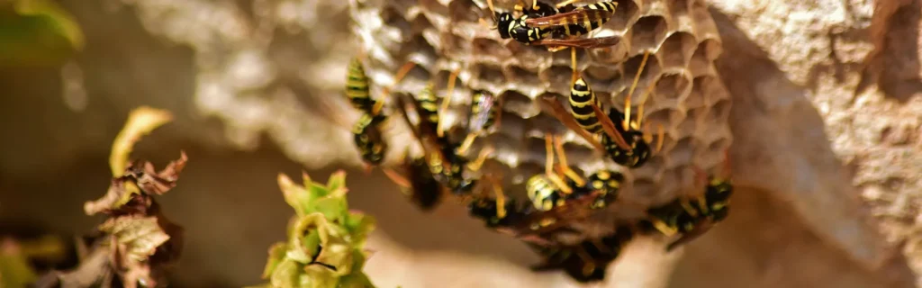 Bees making a nest. Twin Forks Pest Control® offers professional bee control services in Long Island, New York.