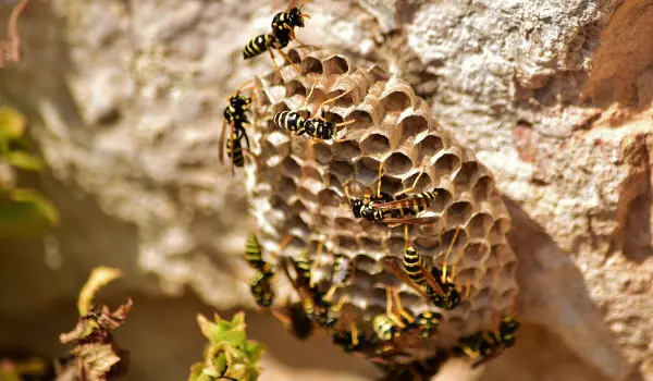 Bees nest on stone wall of Long Island, New York home. Contact Twin Forks Pest Control® for bee control needs.