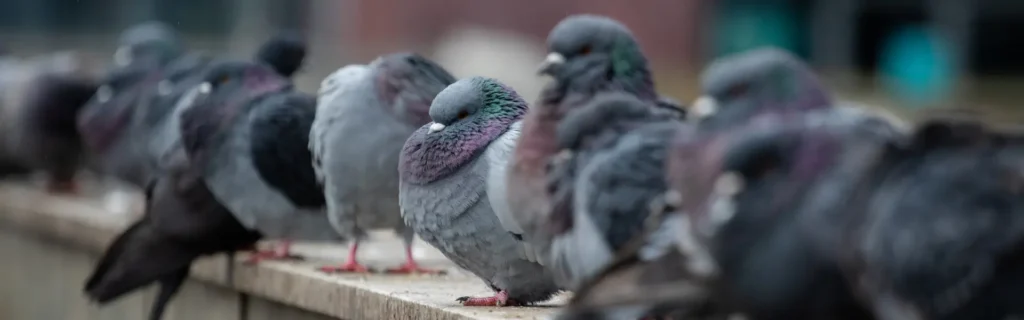 Pigeons on a wall. Twin Forks Pest Control® offers professional bird control services in Long Island, New York.