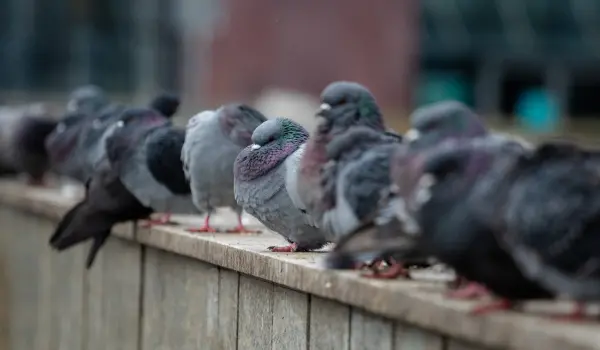 Pigeons perched on the edge of a sidewalk. Contact Twin Forks Pest Control® to get rid of birds and other unwanted pests from your Long Island home or business.