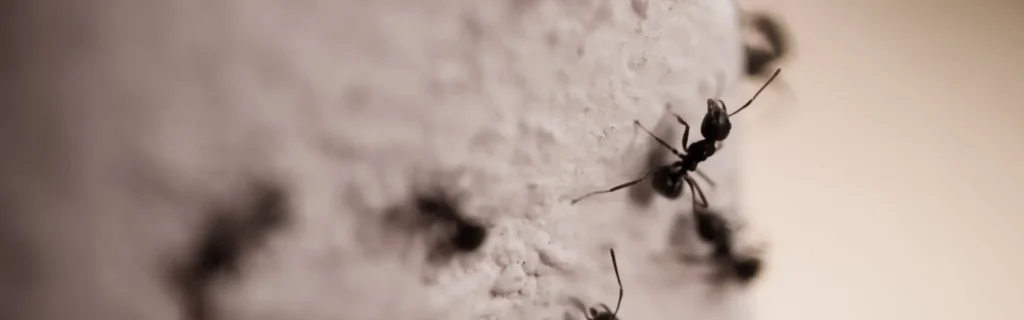 Carpenter ants crawling on a wall. Twin Forks Pest Control® offers professional carpenter ant control services in Long Island, New York.