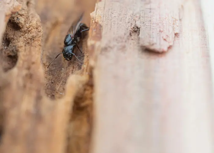 Carpenter ant digging a tunnel in wood