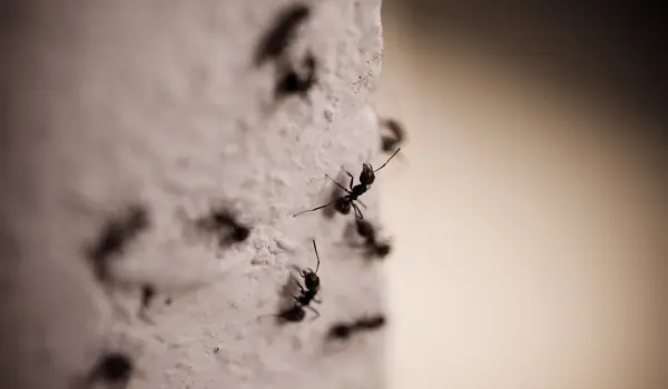 Carpenter ants crawling along a wall. Contact Twin Forks Pest Control® to get rid of carpenter ants before they destroy your home or business.