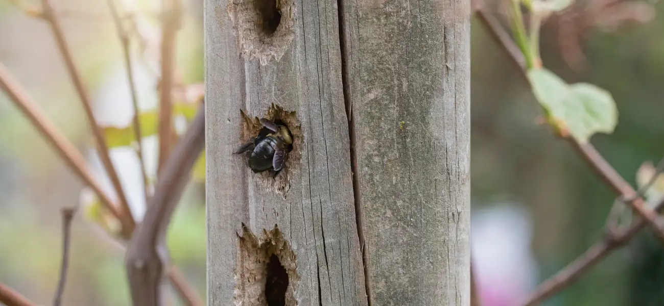 Carpenter bee enters its nest inside of a wooden beam
