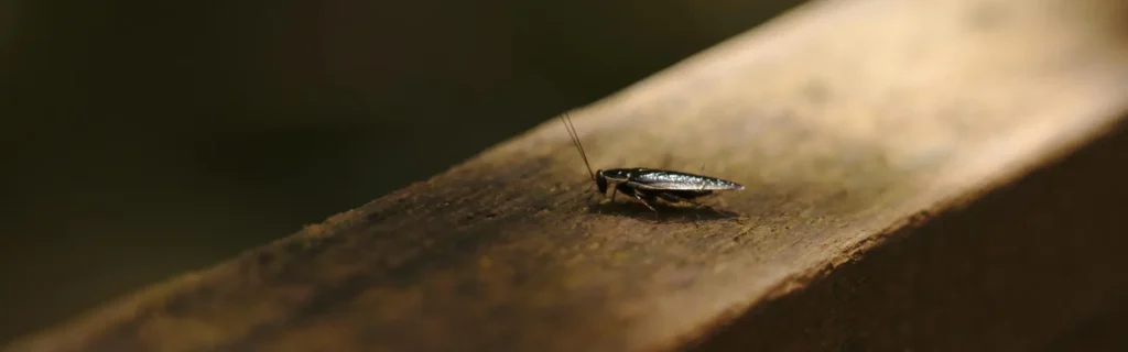 A cockroach walking along a handrail. Twin Forks Pest Control® offers professional cockroach control services in Long Island, New York.
