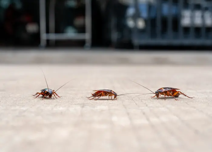 Three cockroaches on the floor of a home before pest treatment
