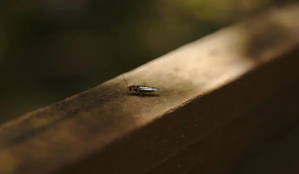 A small cockroach crawls along a deck handrail. Contact Twin Forks Pest Control® for your cockroach control needs in Long Island.