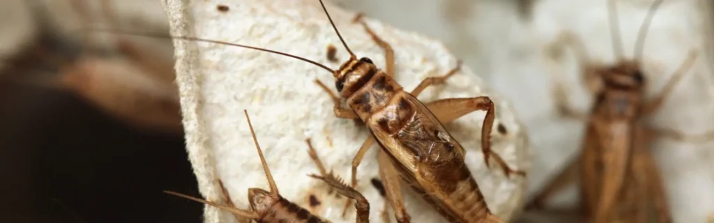 Crickets crawling on paper in home. Twin Forks Pest Control® offers professional cricket control services in Long Island, New York.