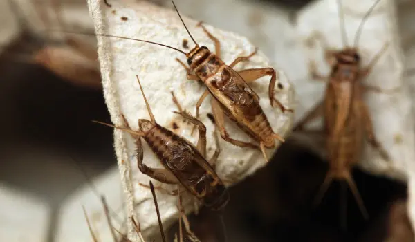 Crickets crawling on paper product in home. Contact Twin Forks Pest Control® to get rid of crickets today.