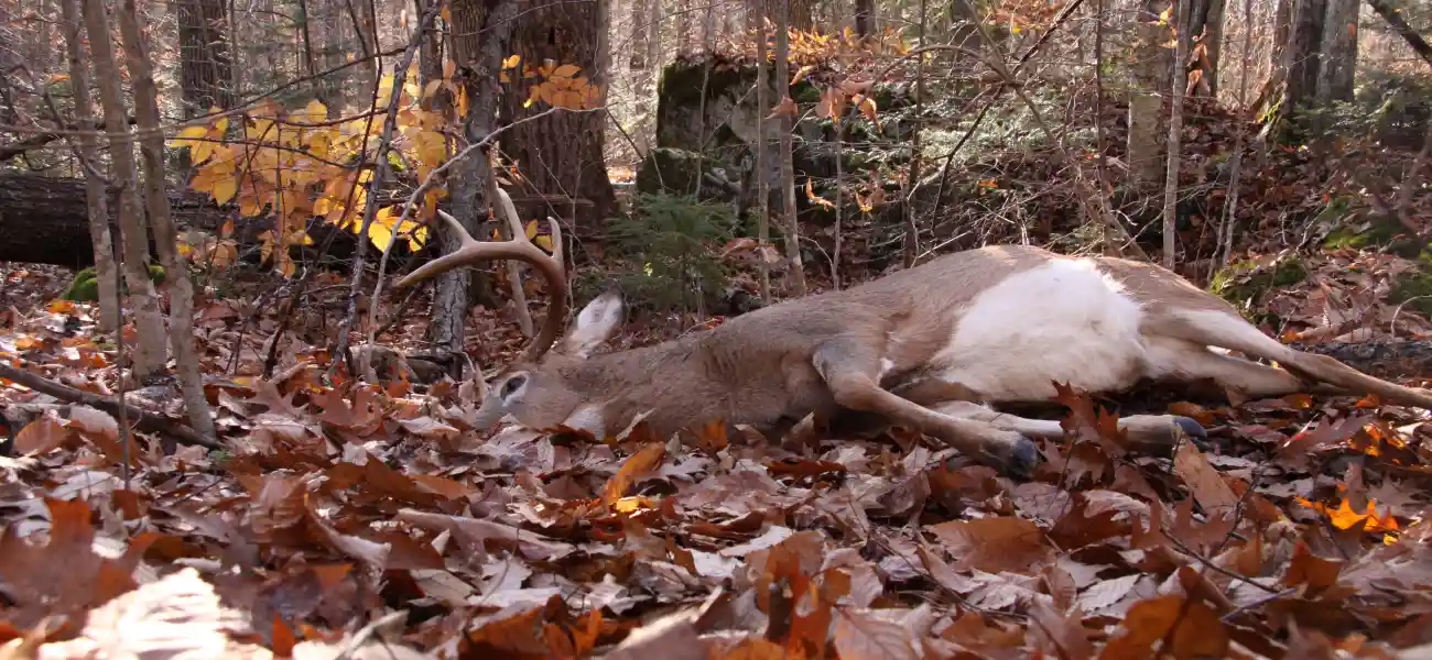 Dead deer lying in brush of a wooded area in rural New York