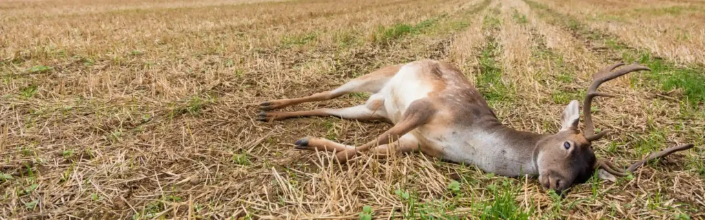 Dead deer in field. Twin Forks Pest Control® offers professional dead deer removal services in Long Island, New York.