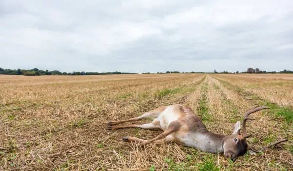 Dead deer in a New York field. Contact Twin Forks Pest Control® to get rid of dead deer on your property.