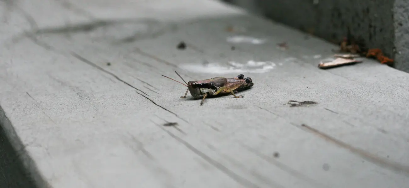 Differential cricket on a wood banister in Long Island