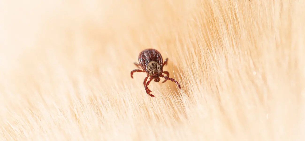A tick in the fur of a dog