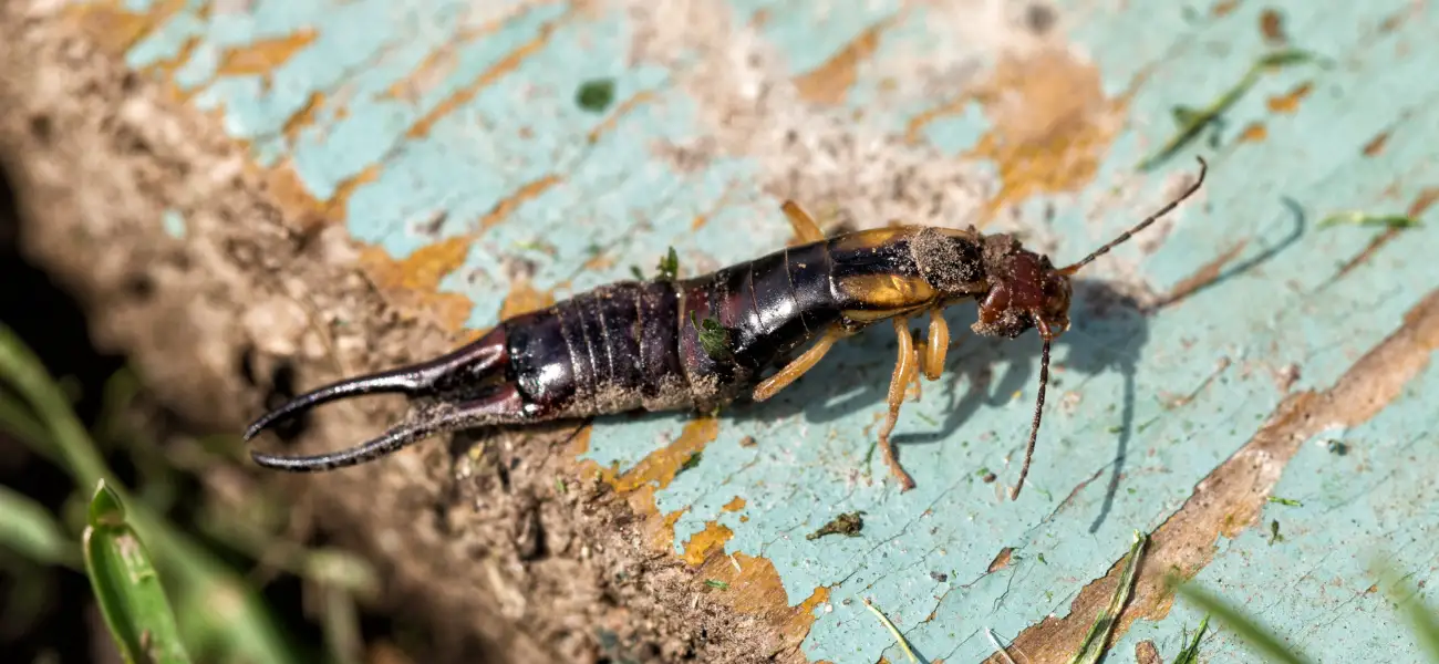 An earwig crawls along a broken, wooden bench in a New York yard