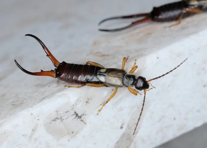 Earwigs crawling along the counter of a Long Island home
