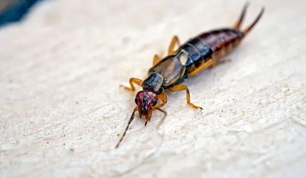 A closeup of an earwig on the floor. Contact Twin Forks Pest Control® to get rid of earwigs from your Long Island home or business.