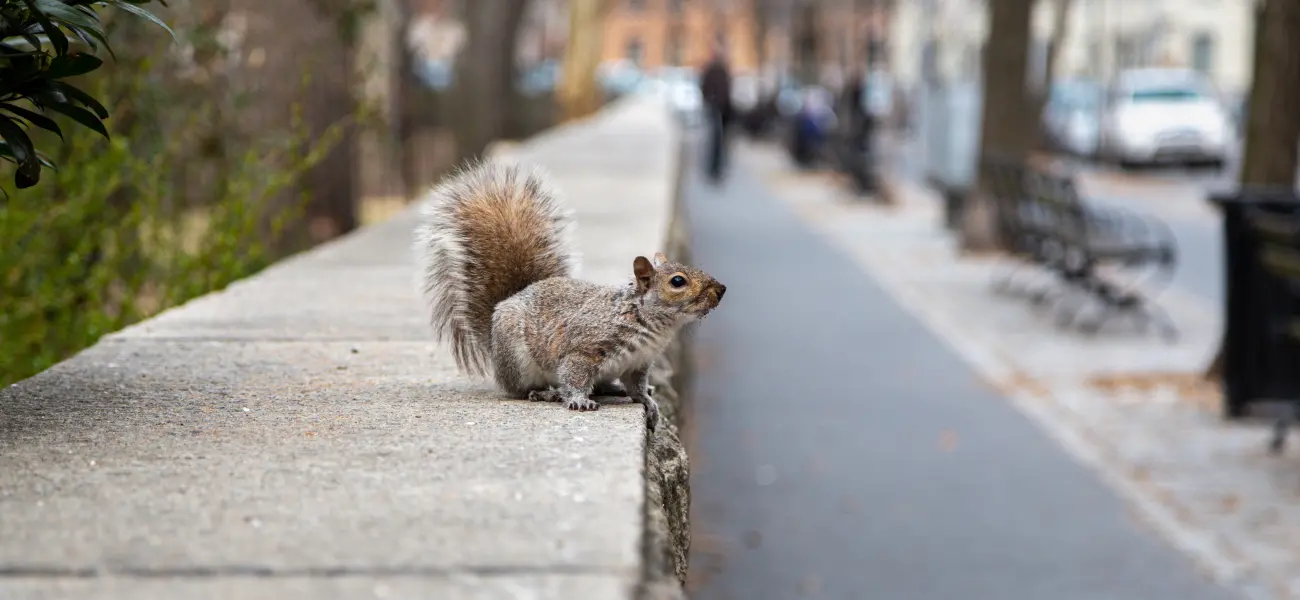 Eastern Gray Squirrel in search of food on Long Island