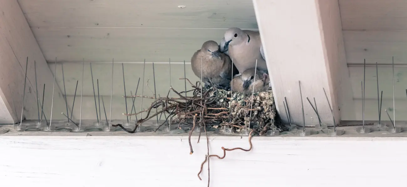 Eurasian Collared Doves nesting in the rafters of a building