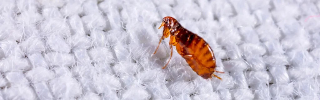 A closeup of a flea on white fabric. Twin Forks Pest Control® offers professional flea control services in Long Island, New York.