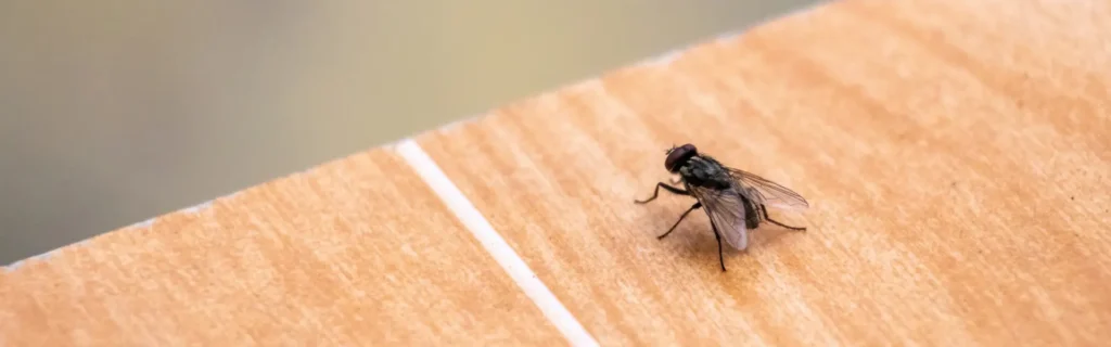 Fly on a table. Twin Forks Pest Control® offers professional fly control services in Long Island, New York.