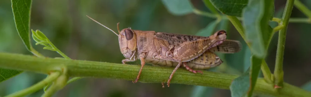 Grasshopper in a residential garden. Twin Forks Pest Control® offers professional grasshopper control services in Long Island, New York.