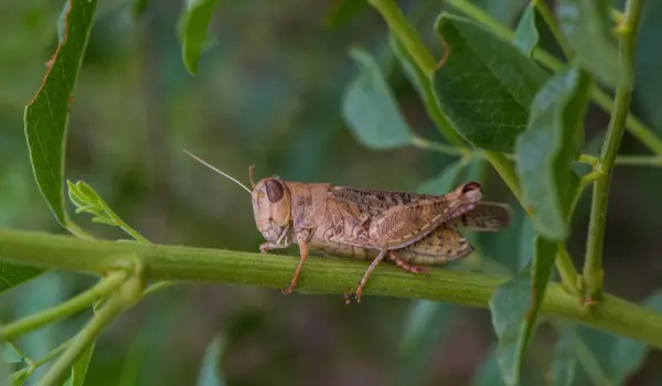 Grasshopper rests on vine in a Long Island garden. Contact Twin Forks Pest Control® for your grasshopper extermination needs.