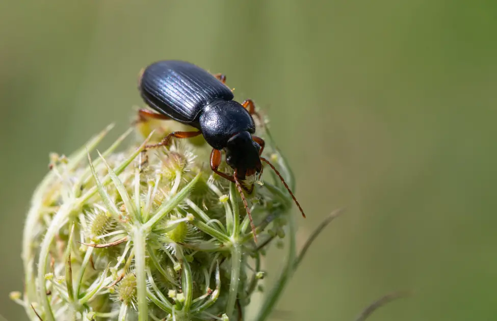 A ground beetle crawling on weeds