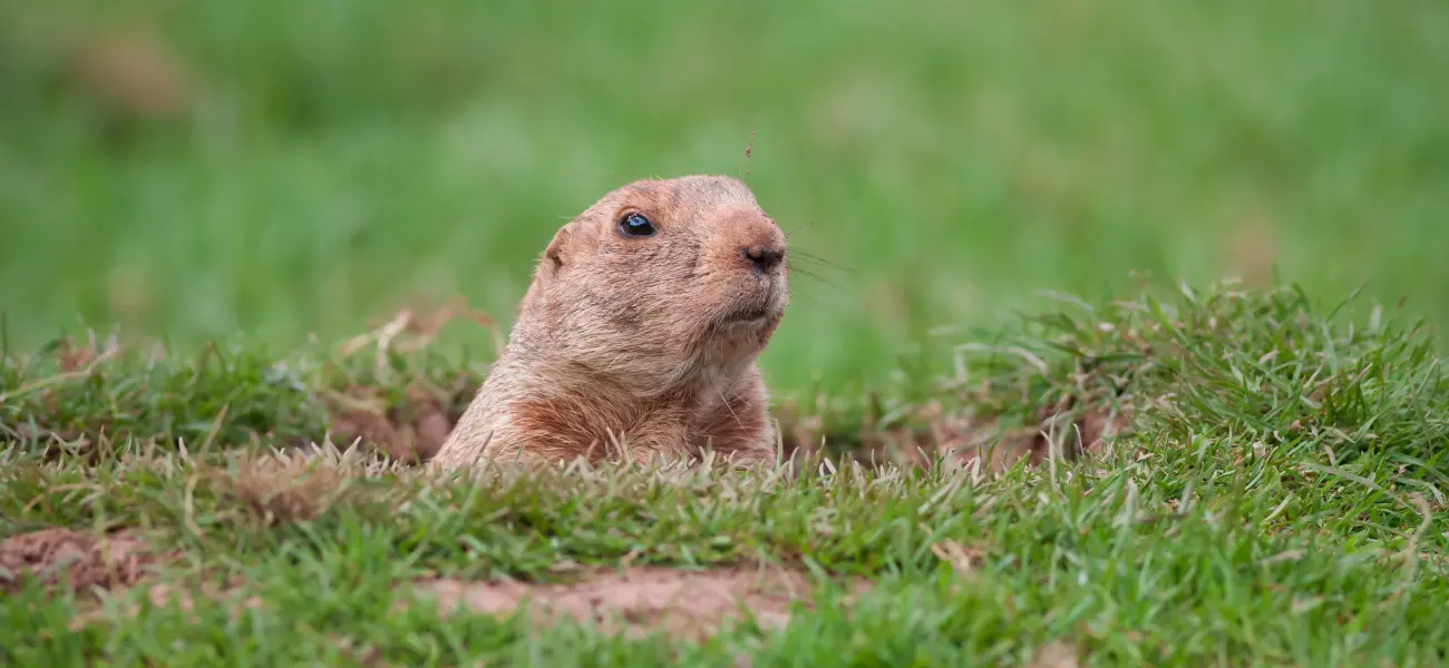A groundhog pokes its head out of a hole in the yard of a Long Island yard