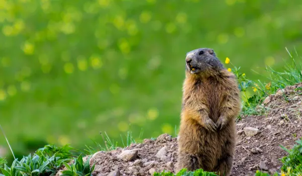 Ground hog emerging from hole. Contact Twin Forks Pest Control® for your ground hog extermination needs.
