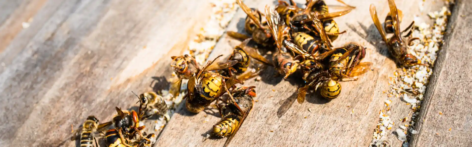 Hornet Control & Nest Removal in Suffolk County, NY