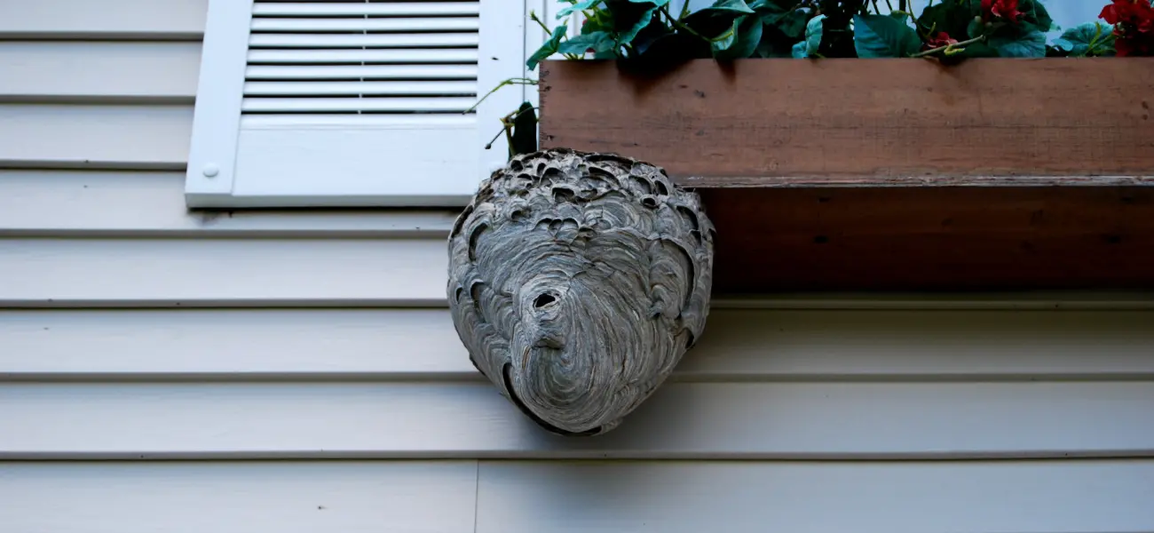 A large hornet's nest nestled on the side of a Long Island home
