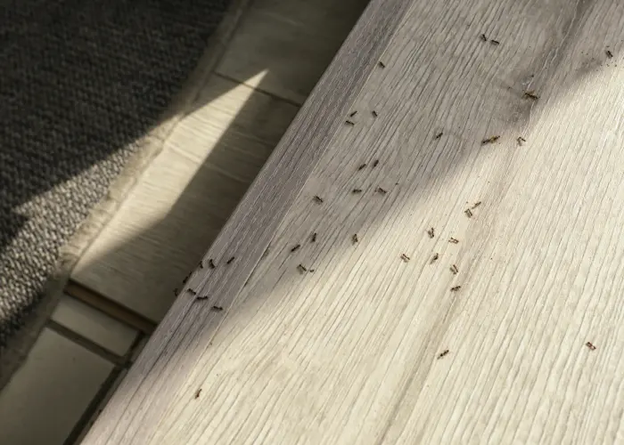 Indoor ants crawling on table top in an Eastern Long Island home. Twin Forks Pest Control® can get rid of ants and other unwanted pests for good.