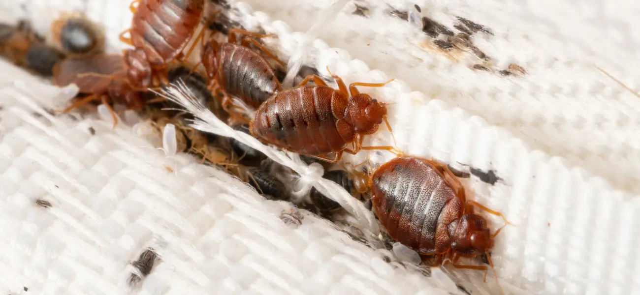 Bed bugs laying eggs in a mattress
