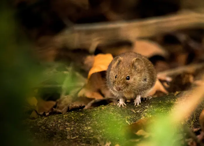 Meadow vole resting on a fallen tree in Long Island yard