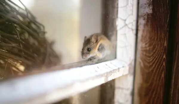 A brown mouse crawls along a window sill. Contact Twin Forks Pest Control® to get rid of mice today.