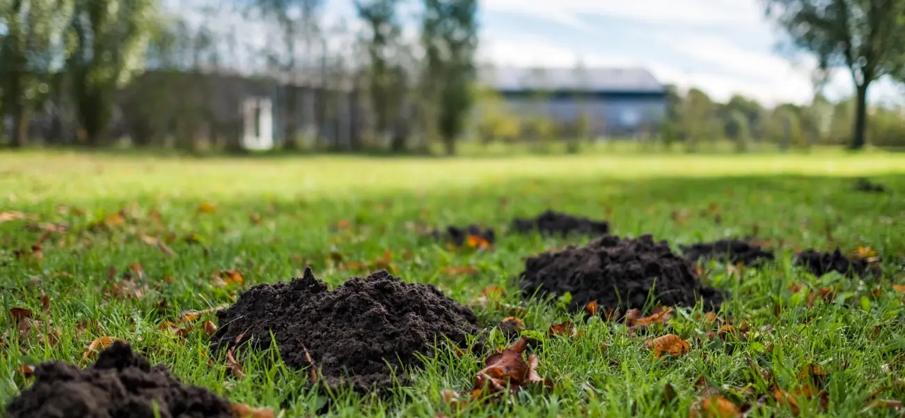 Mole damage to Long Island yard